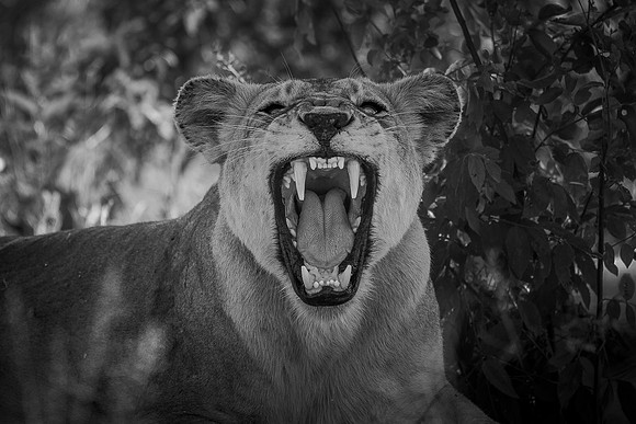 JAWS (BLACK & WHITE)