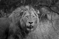 A VIEW TO A KILL (BLACK & WHITE)