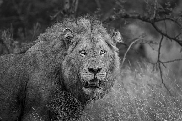 A VIEW TO A KILL (BLACK & WHITE)