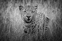 PREDATOR (BLACK & WHITE)