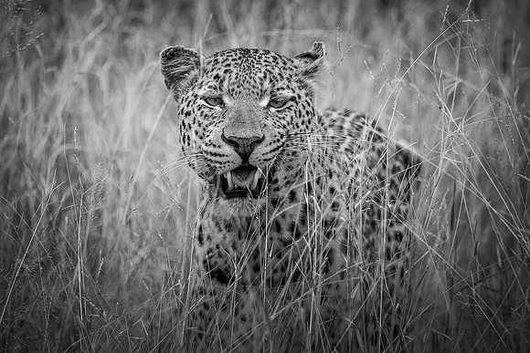 PREDATOR (BLACK & WHITE)
