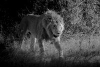THE BRAVE ONE (BLACK & WHITE)