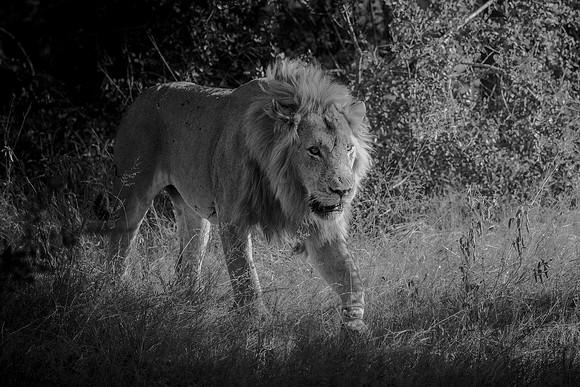 THE BRAVE ONE (BLACK & WHITE)