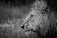 PROFILE (BLACK & WHITE)