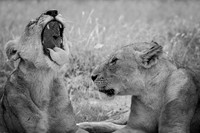 THE CONVERSATION (BLACK & WHITE)
