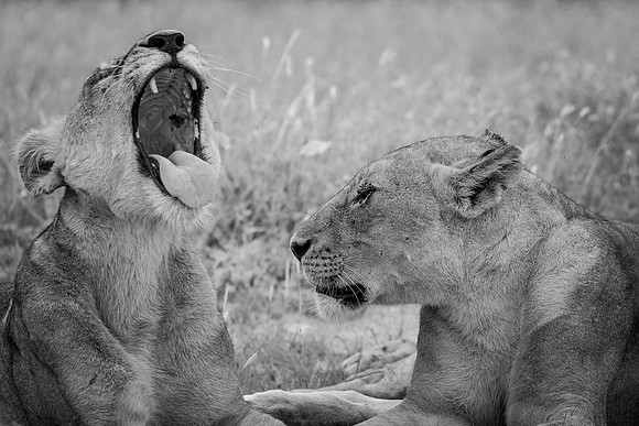THE CONVERSATION (BLACK & WHITE)