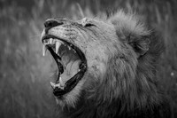 RAW (BLACK & WHITE)