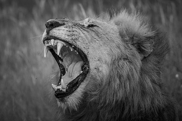 RAW (BLACK & WHITE)