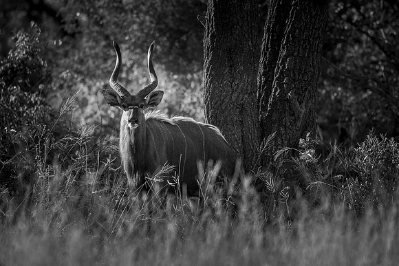 THE NOMAD (BLACK & WHITE)