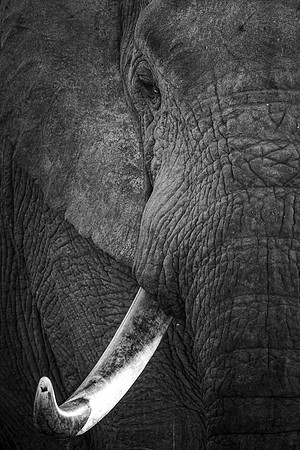 TUSK (BLACK & WHITE)