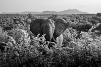 THE LOST WORLD (BLACK & WHITE)
