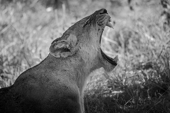 WILD (BLACK & WHITE)