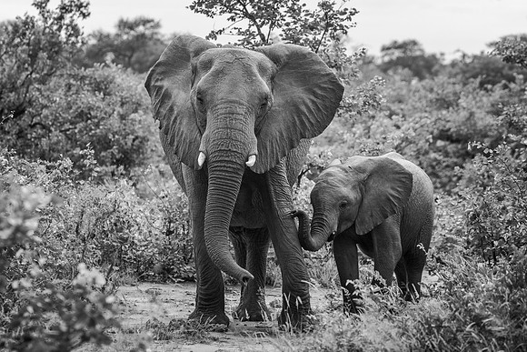 THE WILD THINGS (BLACK & WHITE)