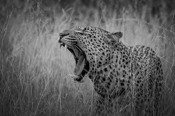 WILD AT HEART (BLACK & WHITE)