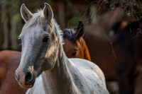 Riding & Horses