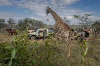Ants Game Census Africa 2026