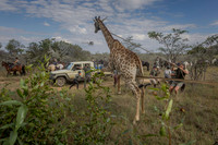 Animal capture