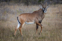 Wildlife