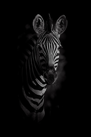 Zebra Portrait