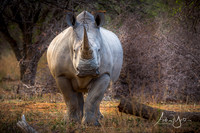 Rhino