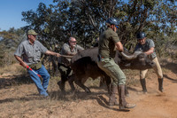 Animal Capture/Release