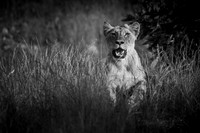 Africa