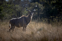 Wildlife