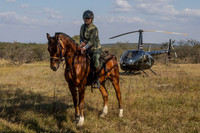 Horses/Hele